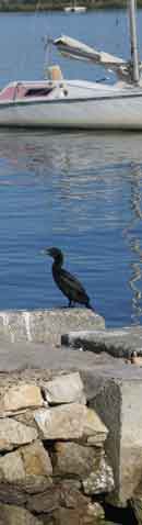 Blackie the cormorant